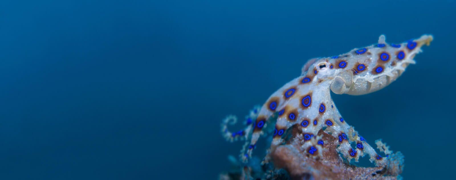 Lembeh Blue Ring Octopus