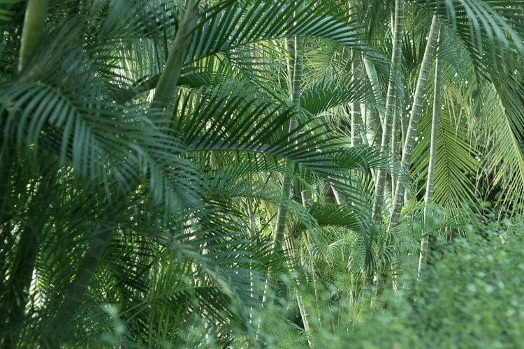 Lembeh Resort Palm Trees