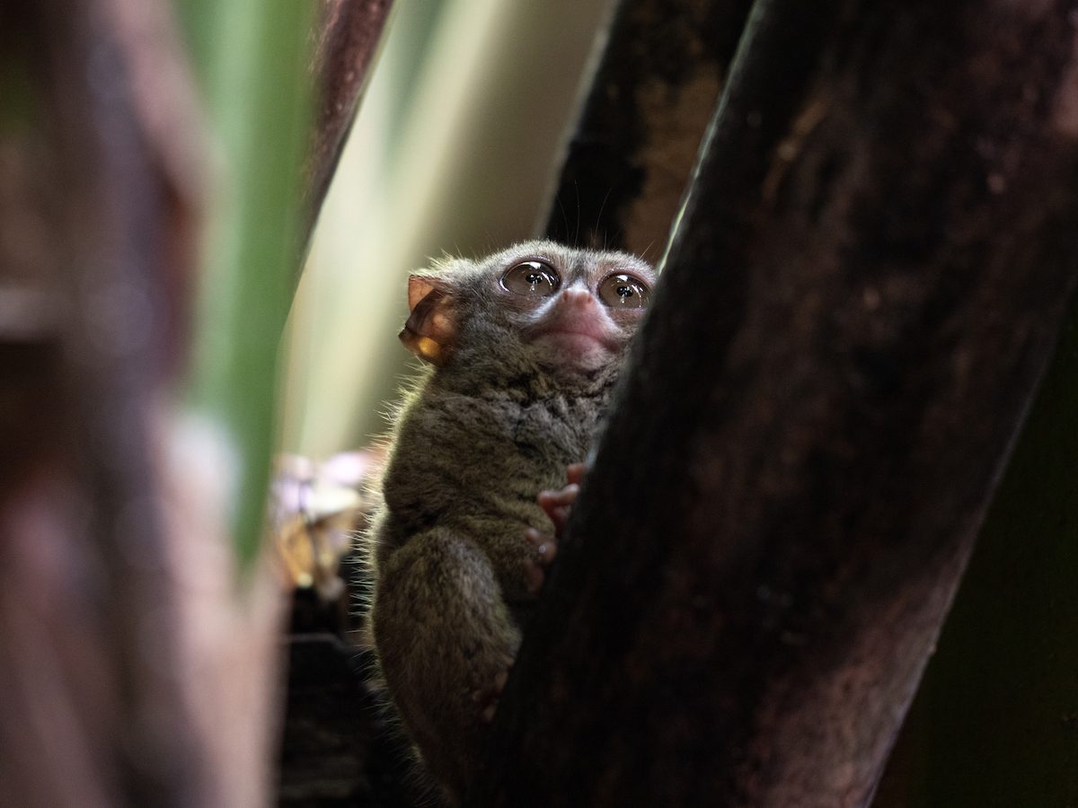 Spectral tarsier at Tangkoko National Park