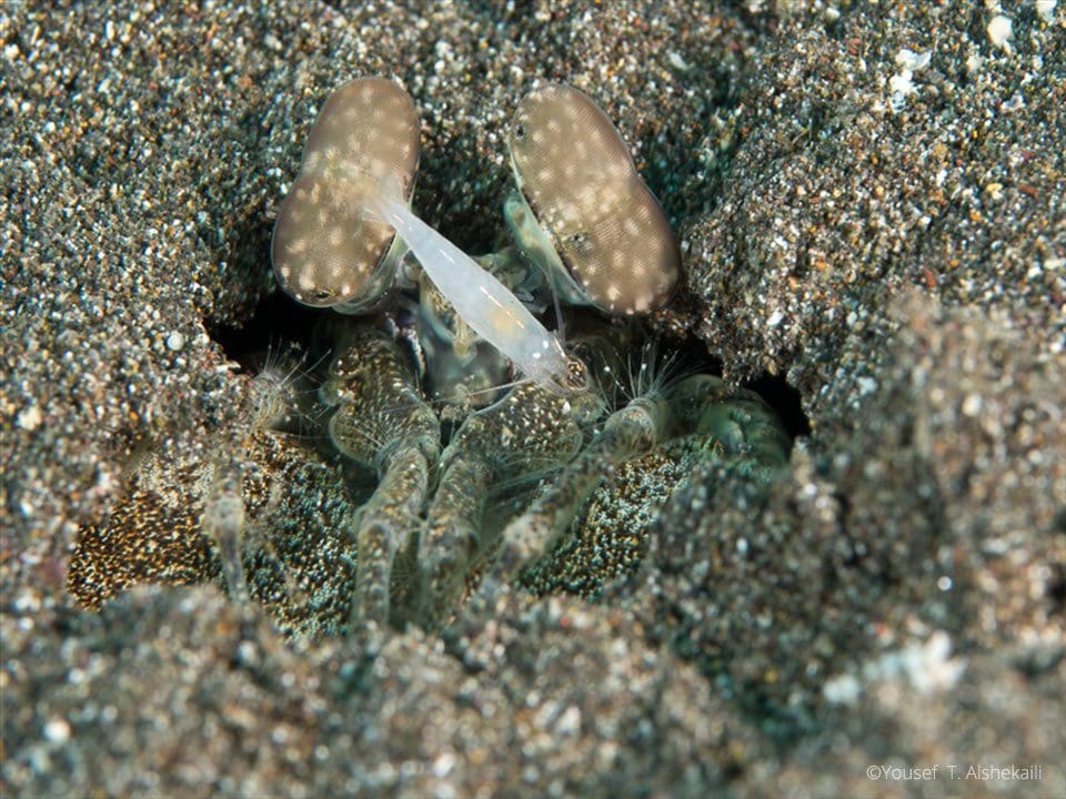 Tiger Mantis Shrimp