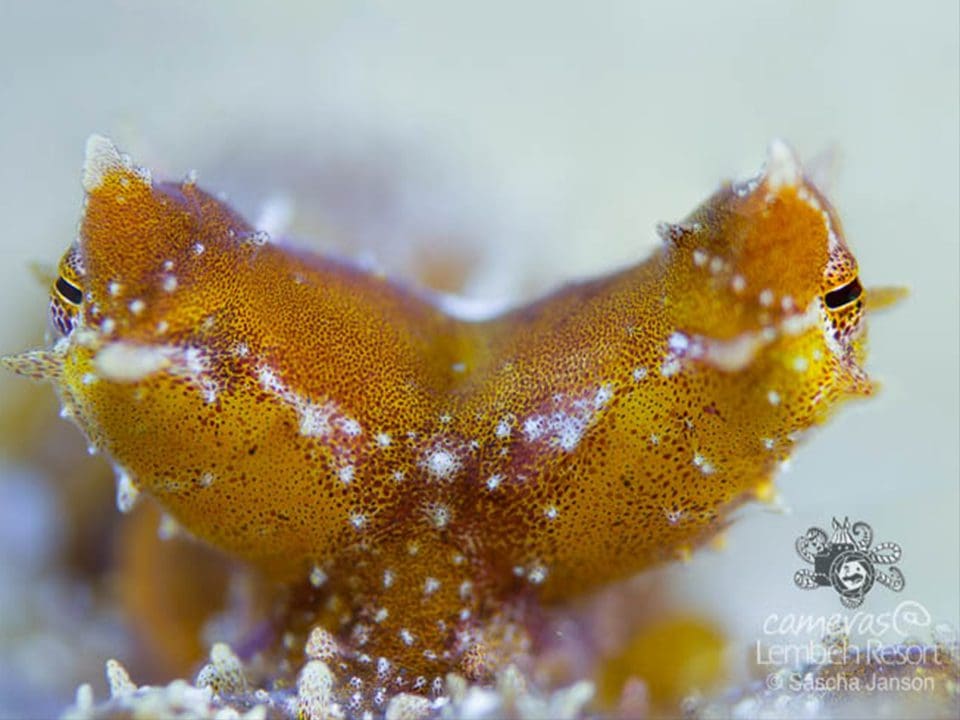 Lembeh-Resort-Wonderpus octopus -Lembeh-Strait-