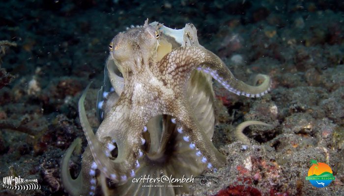Lembeh Critters Highlights March 2013