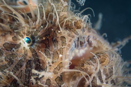 Hairy Frogfish in Lembeh