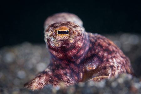 Coconut Octopus in Lembeh Strait