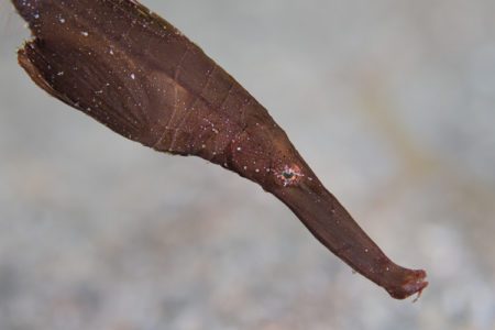 Robust Ghost Pipefish in Lembeh Strait