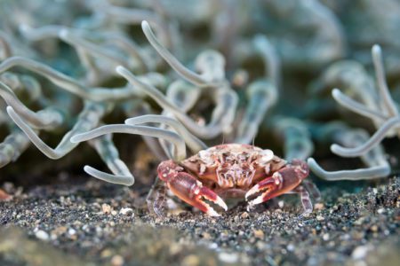 Harlequin Crab at the edge of an anemone