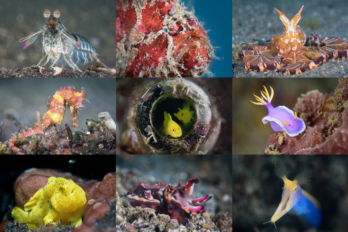 LembehResort_UnderwaterPhotography_critters-mosaic-1