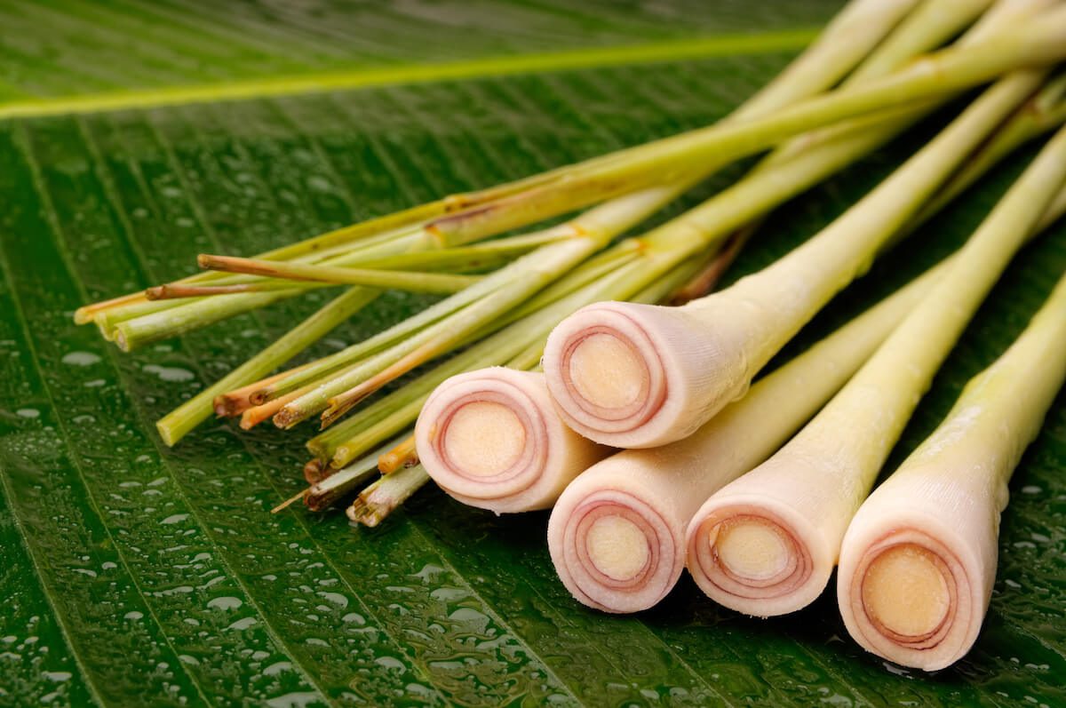 Freshly cut lemongrass arranged on a banana leaf. lemongrass