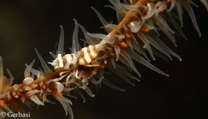 Visit to Lembeh Resort and Critters@Lembeh