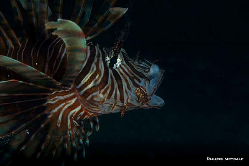 Lionfish in the Lembeh Strait, North Sulawesi