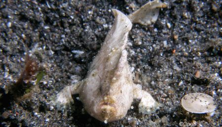 Randall's Frogfish (Antennarius randalli), Opo'S, Lembeh Strait Indonesia 2017