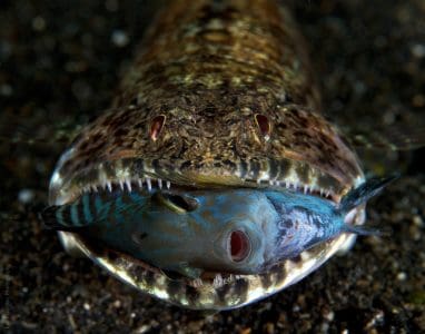 luke-clearfin-lizardfish-synodus-dermatogenys
