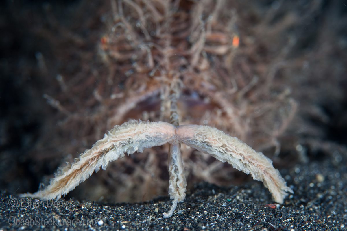 A Hairy or Striped frogfish, Antennarius striatus, uses its large lure attached to a modified dorsal spine, called an esca, to attract potential prey. Hair Ball, Lembeh Strait, North Sulawesi, Indonesia, Pacific Ocean.