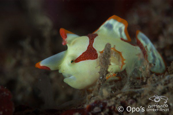 Antennarius maculatu, Clown frogfish, Lembeh Strait, North Sulawesi Indonesia, Bitung, critters@Lembeh Resort, Lembeh Resort,underwater photography, Vadly Opo S. Makasighe