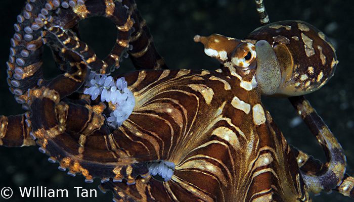 Capturing Critters in Lembeh Workshop 2013: Day 1 & 2