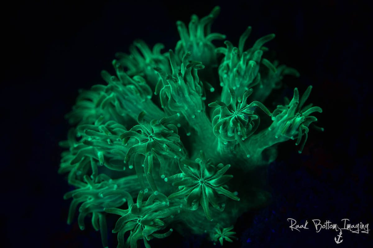 Fluorescing corals in the Lembeh Strait