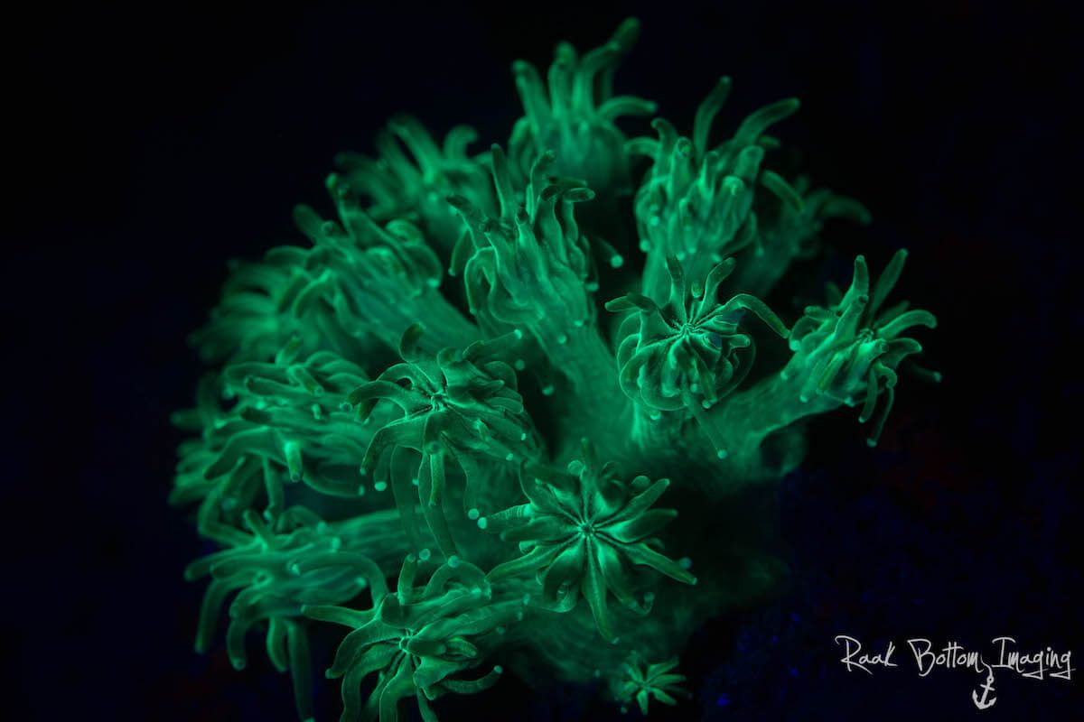 _MG_6905 Fluorescing corals in the Lembeh Strait