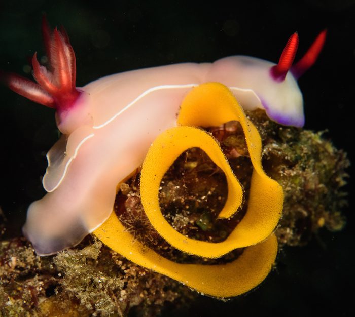 Workshop Lembeh Resort
