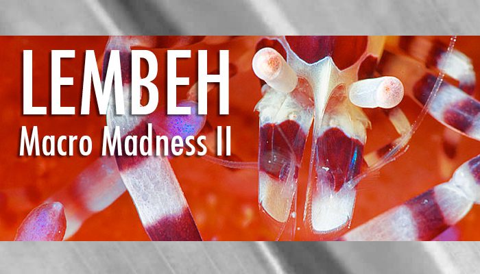 Lembeh Macro Madness II, April 16-27 2012