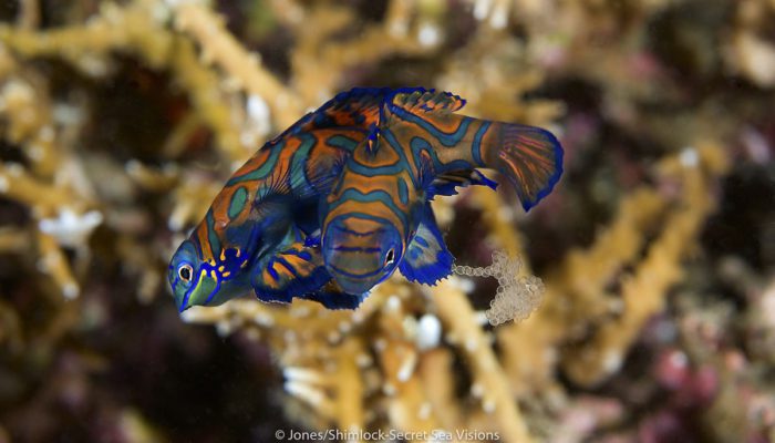 Mandarinfish Lembeh