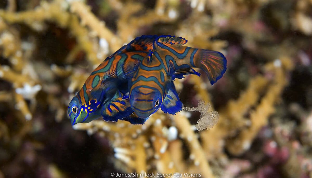 Mandarin fish mating and eggs in Lembeh Strait