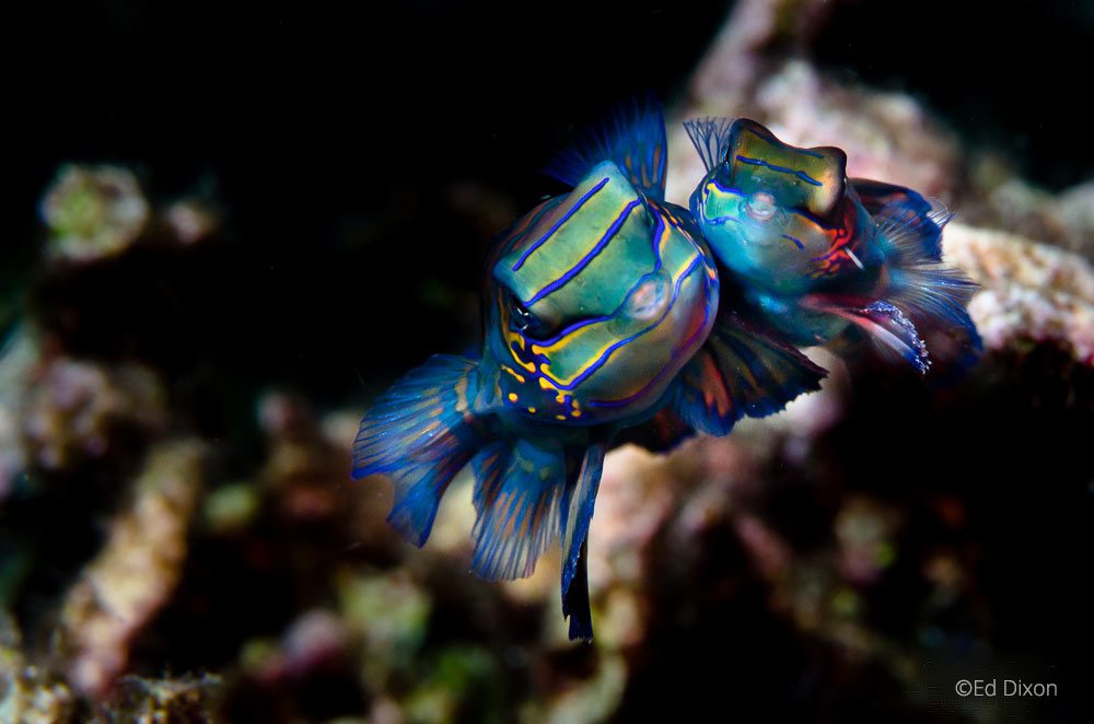 A male and female Mandarin Fish in Lembeh Strait, North Sulawesi Indonesia