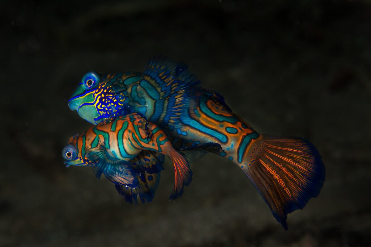 Mandarin fish pair prior to swimming up off the reef to mate