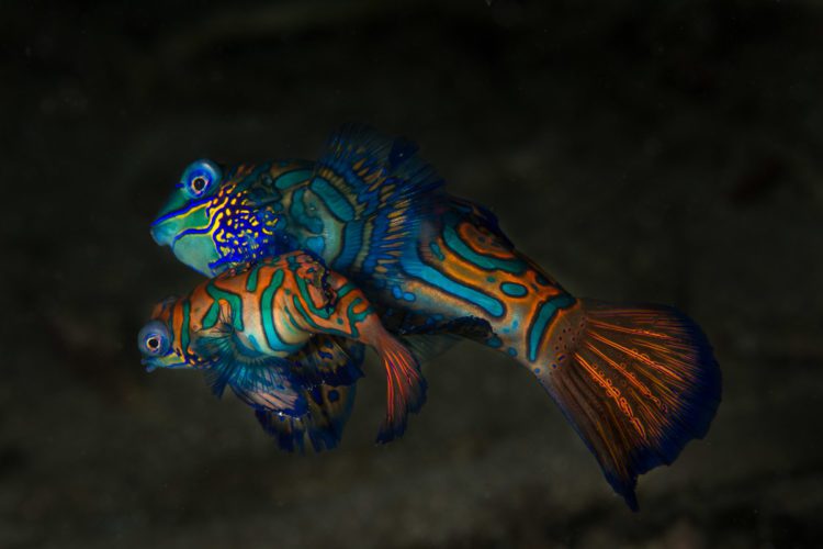 Night Diving: Mandarinfish Dive Lembeh