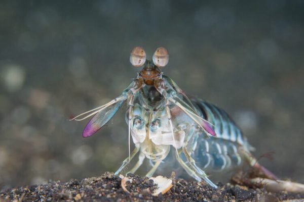Mantis Shrimp Lembeh