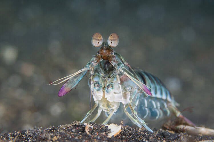 Mantis Shrimp at Lembeh