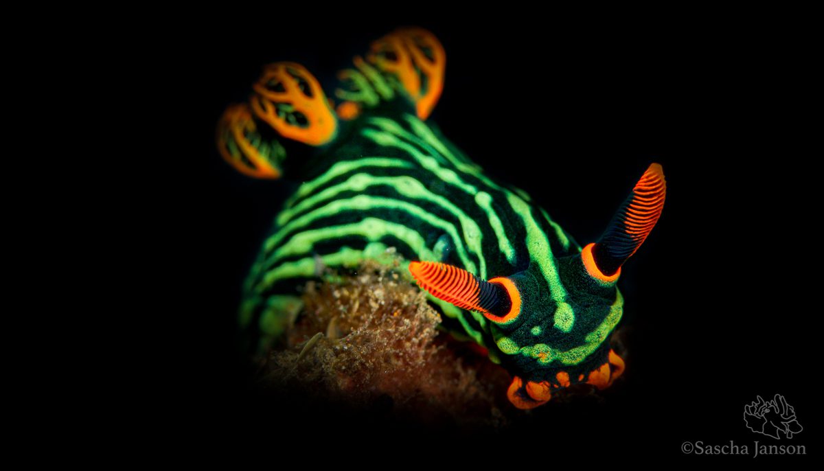 March of the Nudis! – Part II