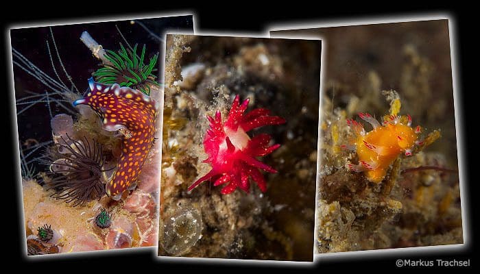 Nudibranch Lovers In Lembeh