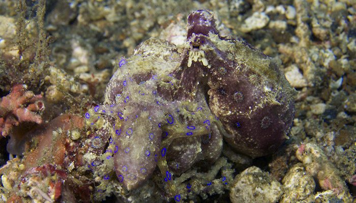 Mating Blue-ringed Octopus