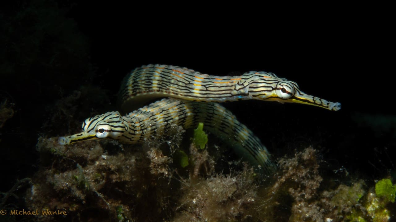 Pipefish by participant Michael Wanke