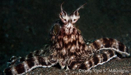 Mimic octopus, Thaumoctopus mimicus, Opo'S, Critters@Lembeh Lembeh Resort, Lembeh Strait Indonesia (2017)