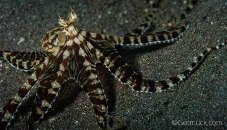 Mimic octopus, Thaumoctopus mimicus, Gotmuck, Critters@Lembeh Lembeh Resort, Lembeh Strait Indonesia (2017)