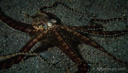 Mimic octopus, Thaumoctopus mimicus, Gotmuck, Critters@Lembeh Lembeh Resort, Lembeh Strait Indonesia (2017)