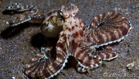 Lembeh Resort - Tentacle Festival - Mimic Octopus