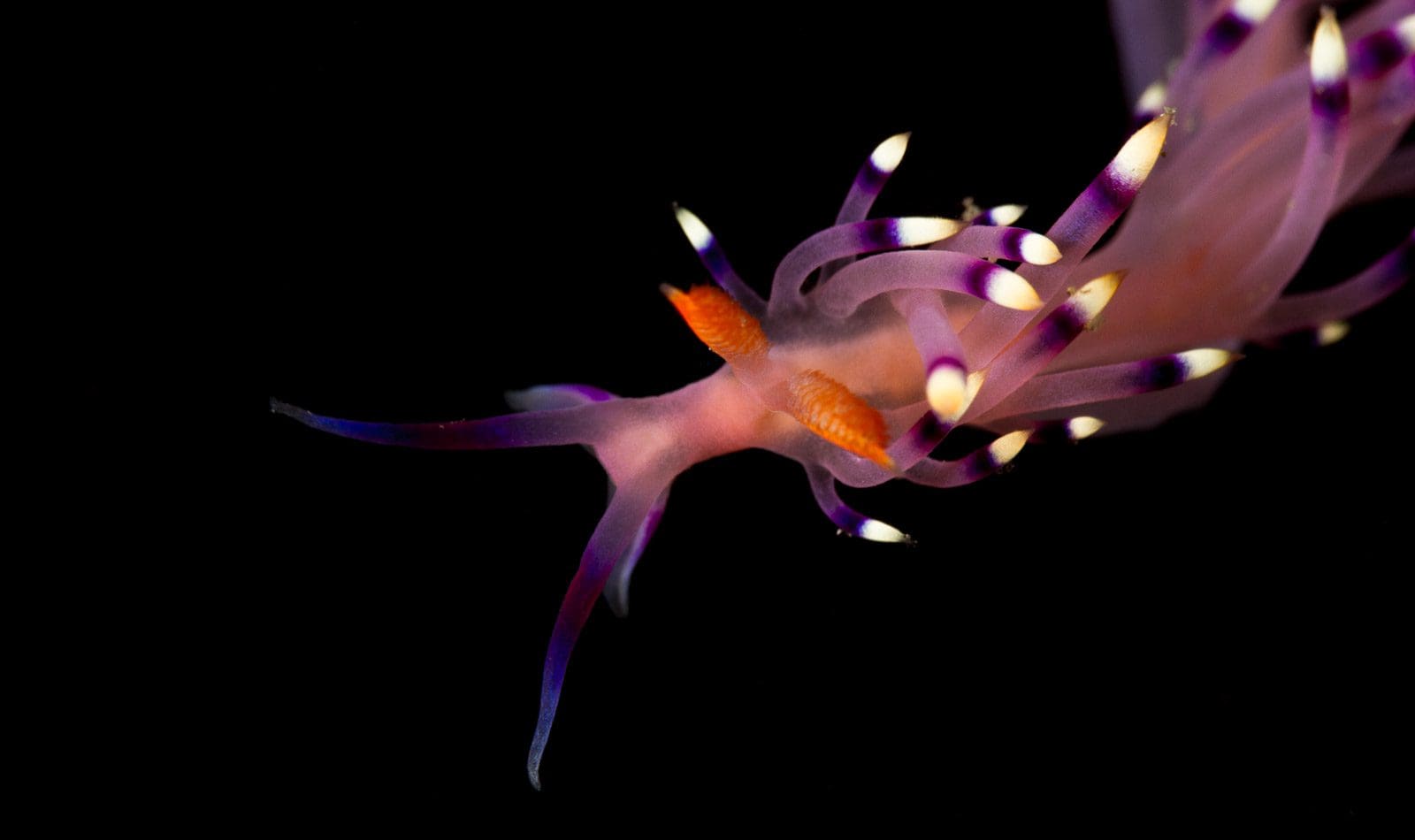 the flabellina species found at Nudifall