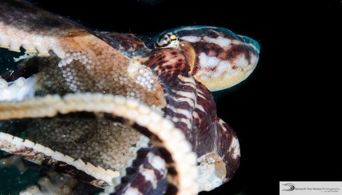 Mother Mimic Octopus