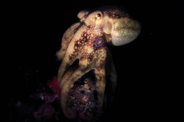 Octopus mototi at Lembeh Strait