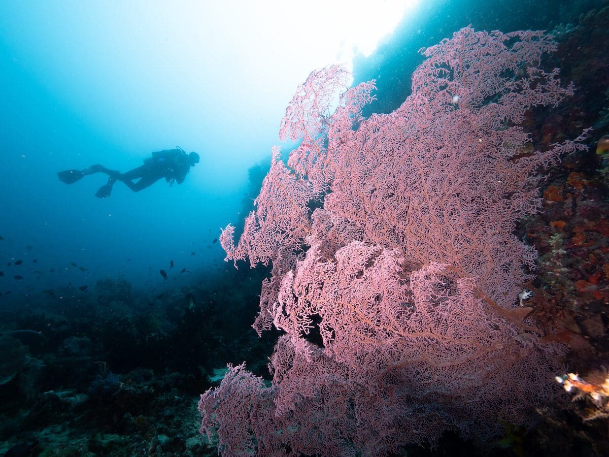 Soft Coral at Bangka island North Sulawesi