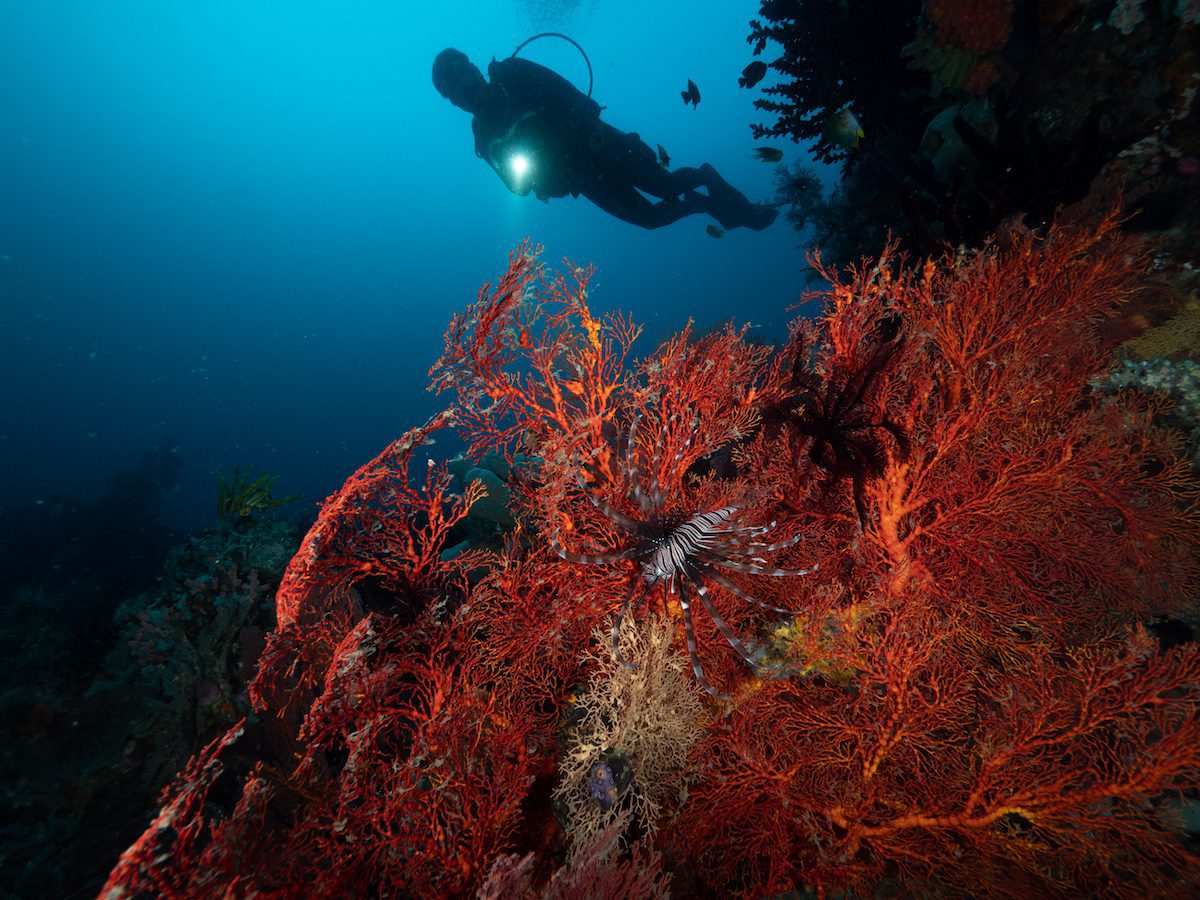 Murex Bangka 3-14 copy diving in north sulawesi bunaken marine park