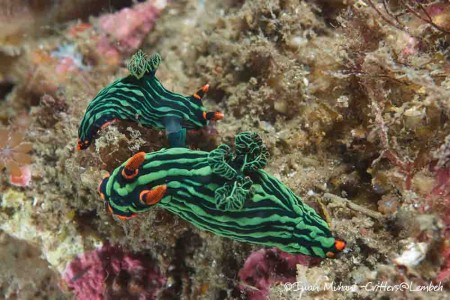 Nembrotha nudibranch