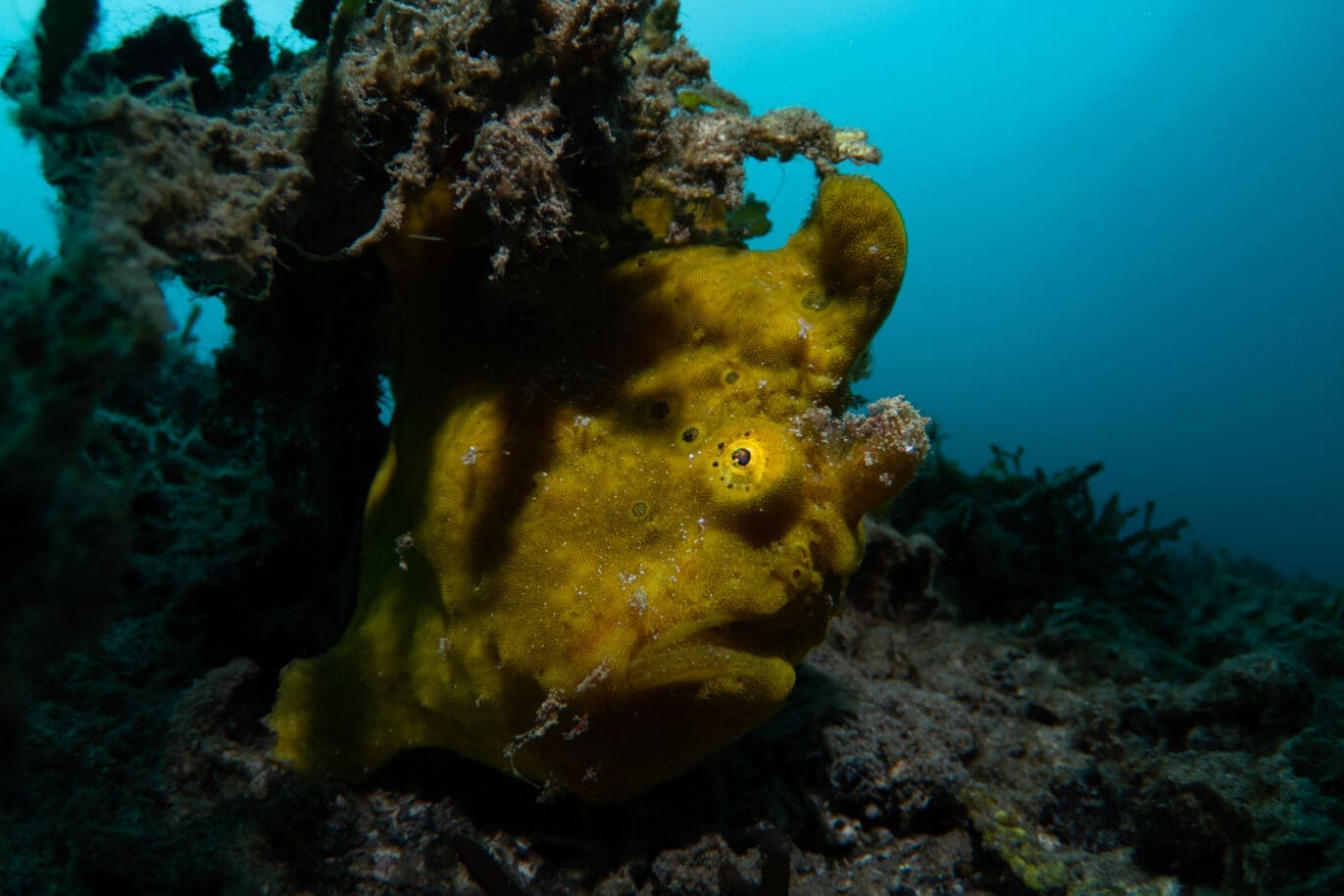 Frogfish by Nicolas Remy