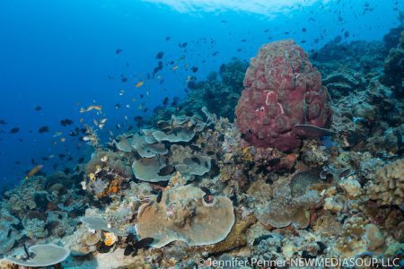 North Lembeh Reefs