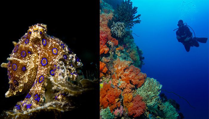North Sulawesi Diversity and Discovery