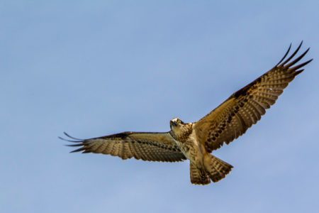 North Sulawesi Wildlife - Eagle