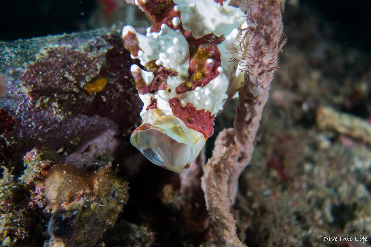 Nudi Falls frog Warty frogfish Lembeh