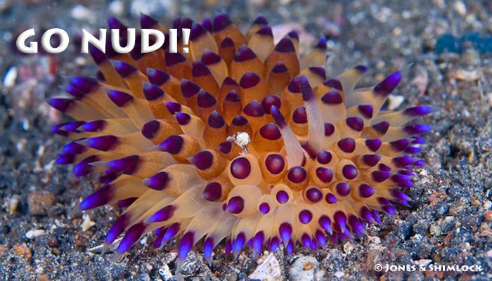 “Go Nudi!” with Jones, Shimlock, and Dr. Behrens in 2013
